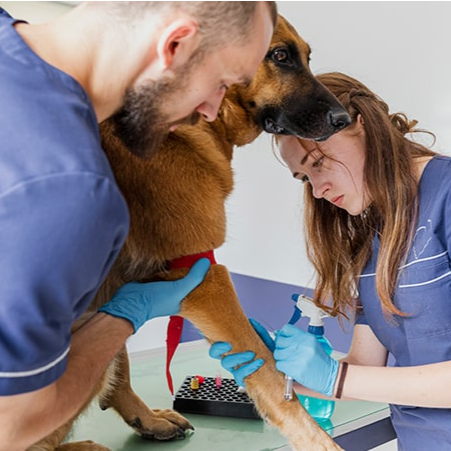 Veterinaria