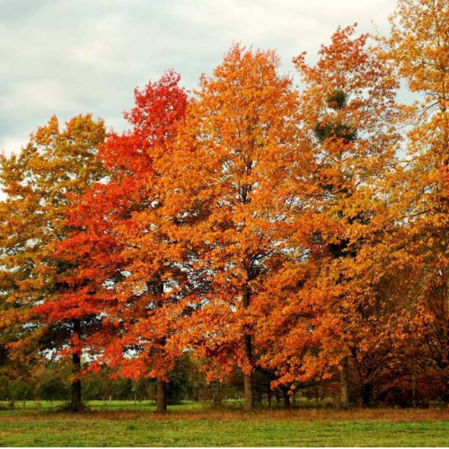 Roble Americano/Rubra
