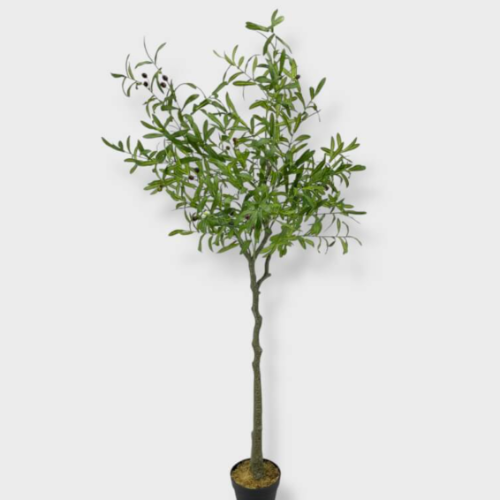Planta Olivo C/Maceta 170cm