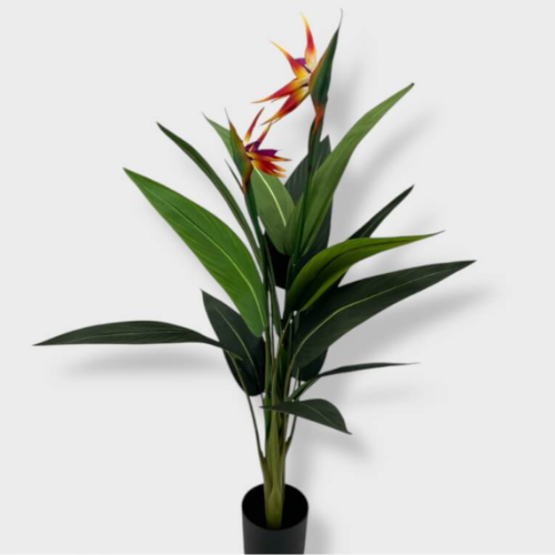 Sterlitzia C/Maceta 110cm