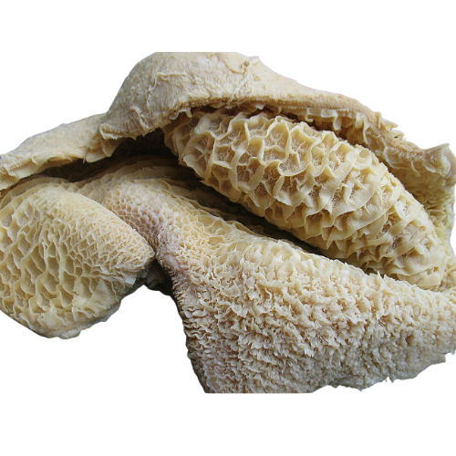 Cow Stomach