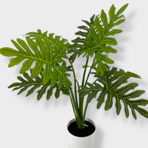 Philodendro C/Maceta 65Cm