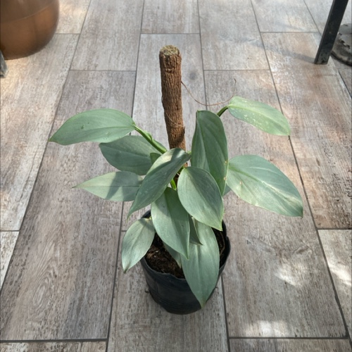Filodendro Plateado c/tutor 3L