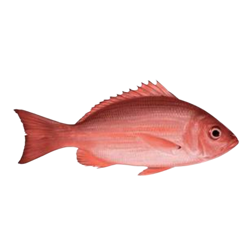Red Snapper