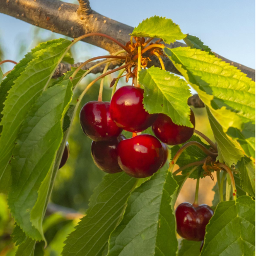 Cereza Graffion 10L