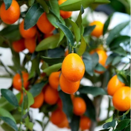 Quinoto Kumquat Acido