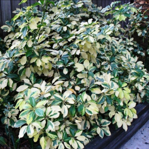 Aralia Ivonet M12