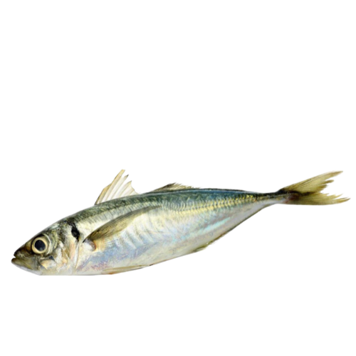 H Mackerel Retail