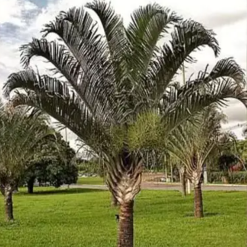 Neodypsis 40L