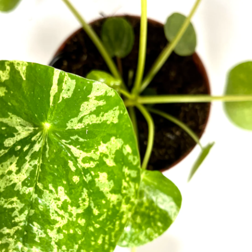 Pilea Peperomoides MATIZADA
