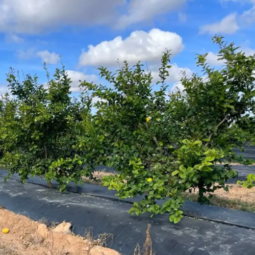 Limon Sin Semilla