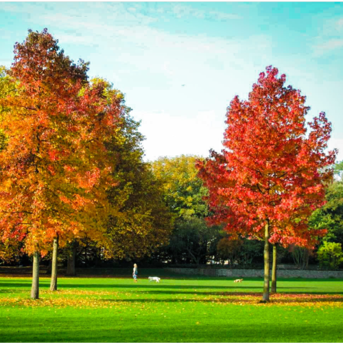 Liquidambar 15L
