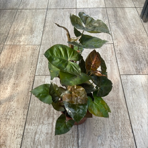 Singonium Marron 3L