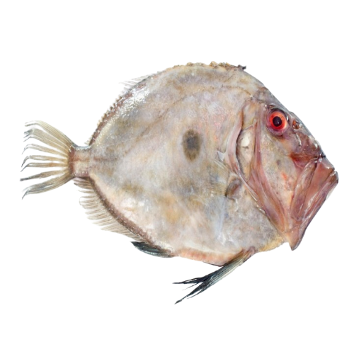 Saint-Pierre John-Dory Fish