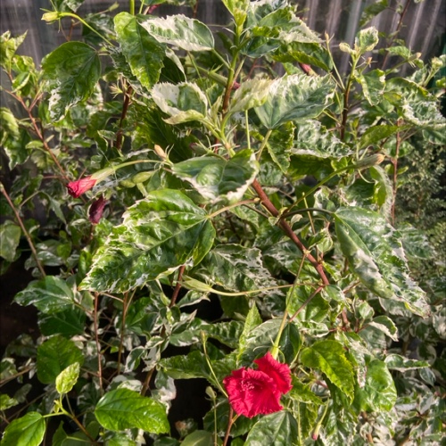 Rosa China Variegada 3L