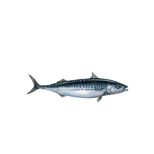 Iceland Mackerel Retail