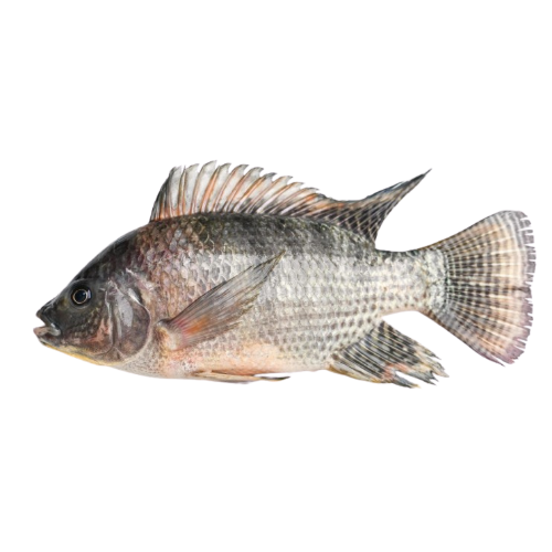 Tilapia Box