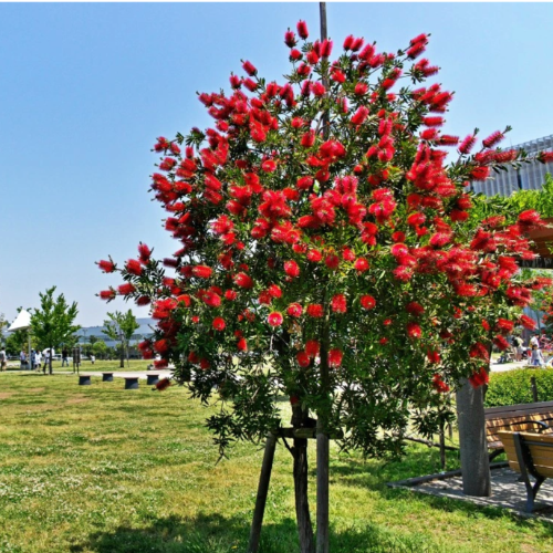 Calistemo Arbol