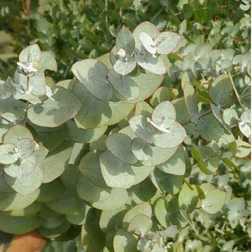 Eucaliptus cinerea MEDICINAL
