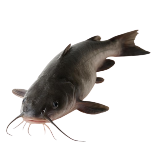 African Catfish