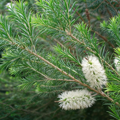 Calistemo Saligna o Melaleuca 7L